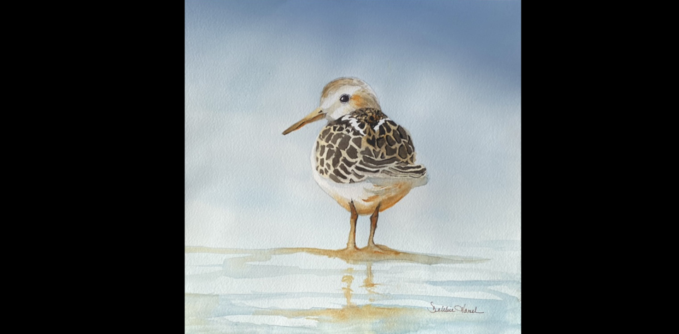 Baby Plover
