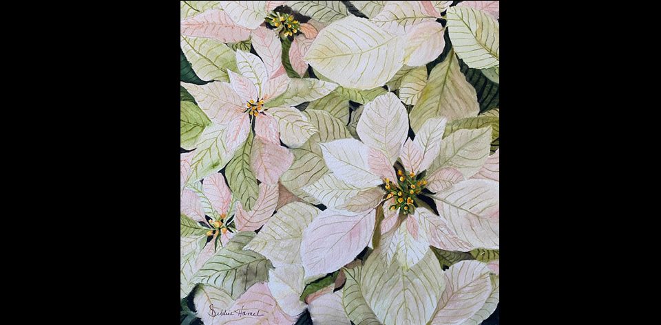 Poinsettias Watercolor by Debbie Hamel