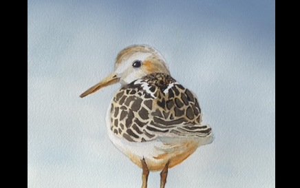 Baby Plover Watercolor Painting