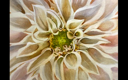 Pastel Dahlia