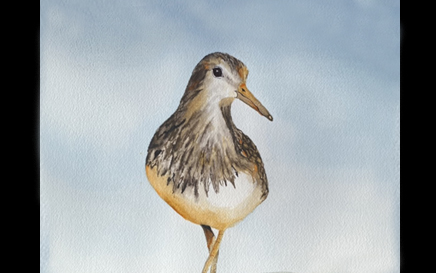 Mama Plover Watercolor Painting