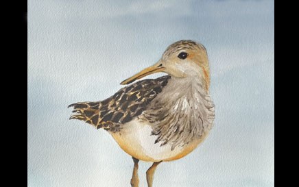Papa Plover Watercolor Painting