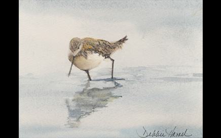 Plover On Goose Rocks Beach