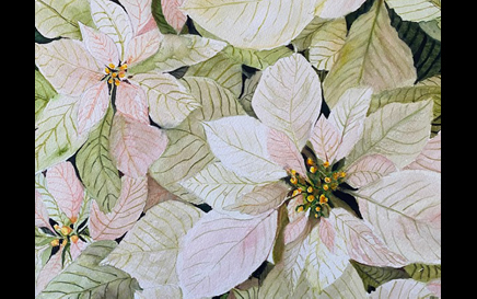 Poinsettias